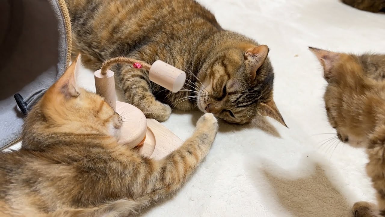 周りで何があろうと動じない麦わら猫が大好きになった子猫たち
