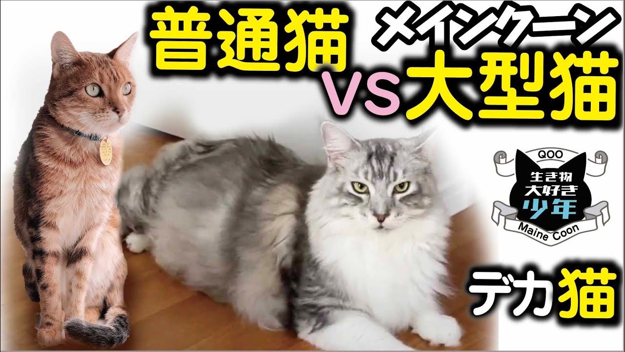 【メインクーン】メインクーンvs普通の猫、こんなに違う？驚きの違いを解説！