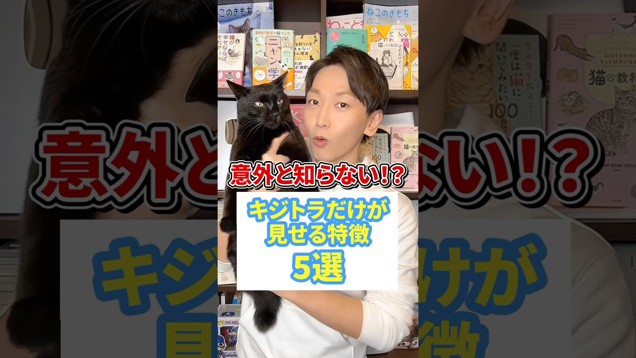 意外と知らない！？キジトラだけが見せる特徴５選 #猫 #キジトラ