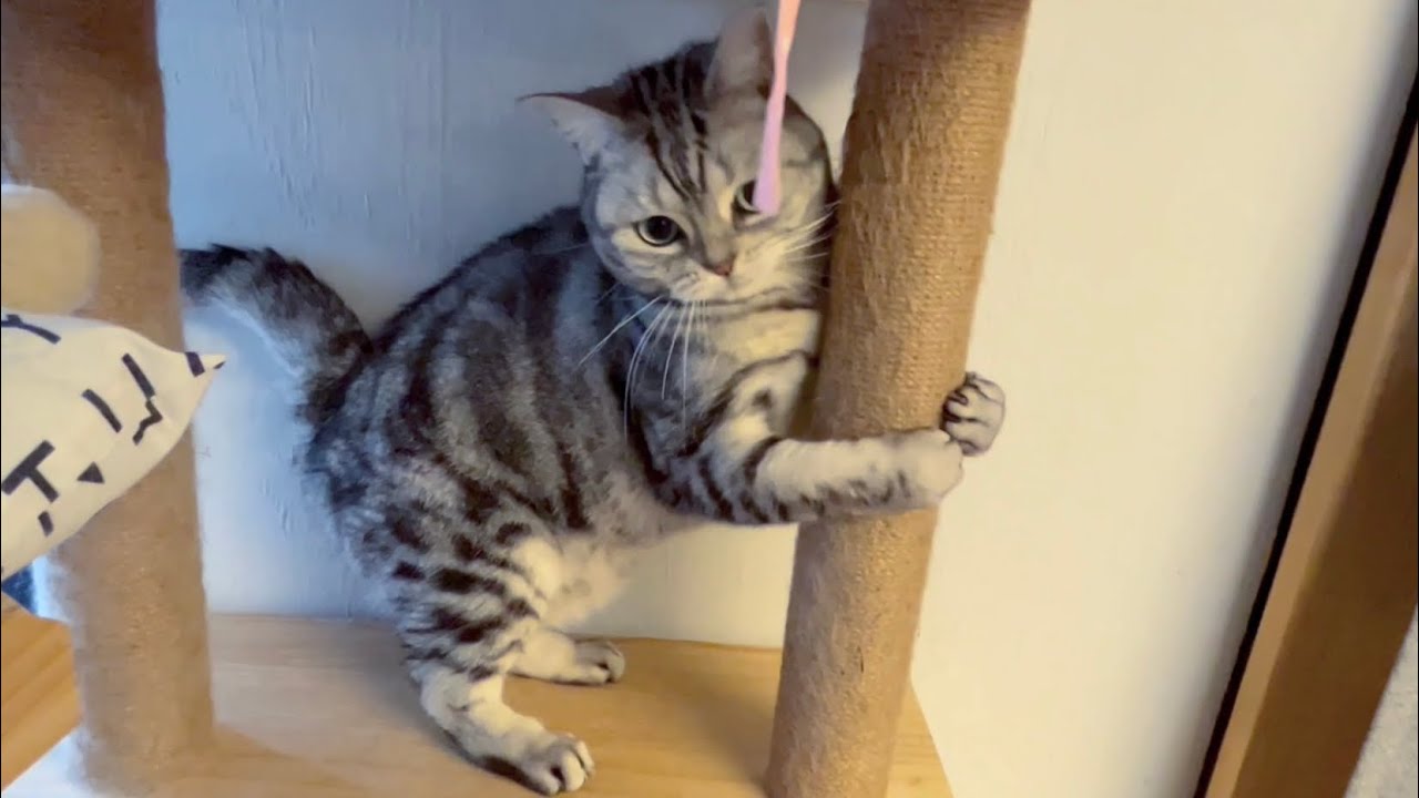 子猫と闘ってるうちに突然感極まったアメリカンショートヘアのあいちゃん❤️