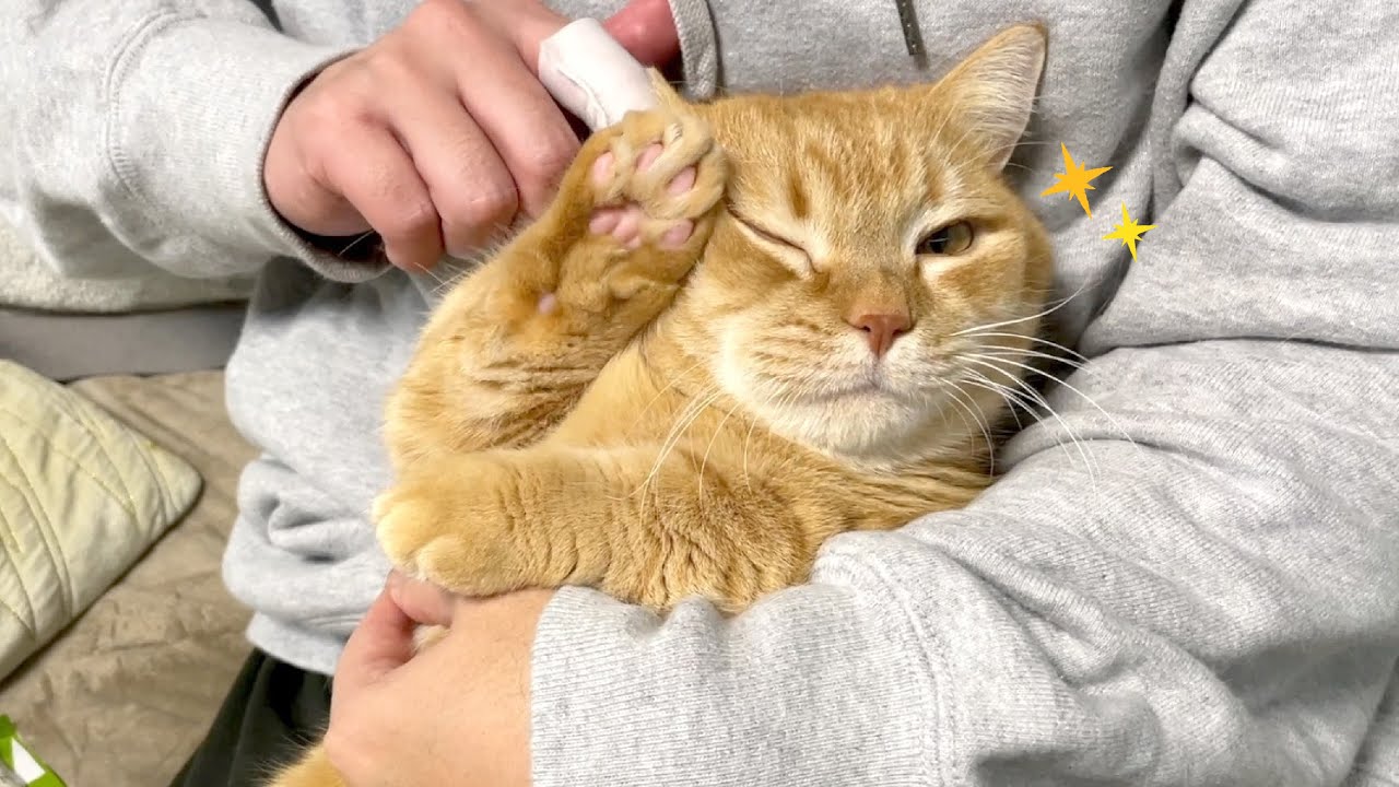 耳そうじ中にアイドルみたいなキメ顔をする猫が可愛い！