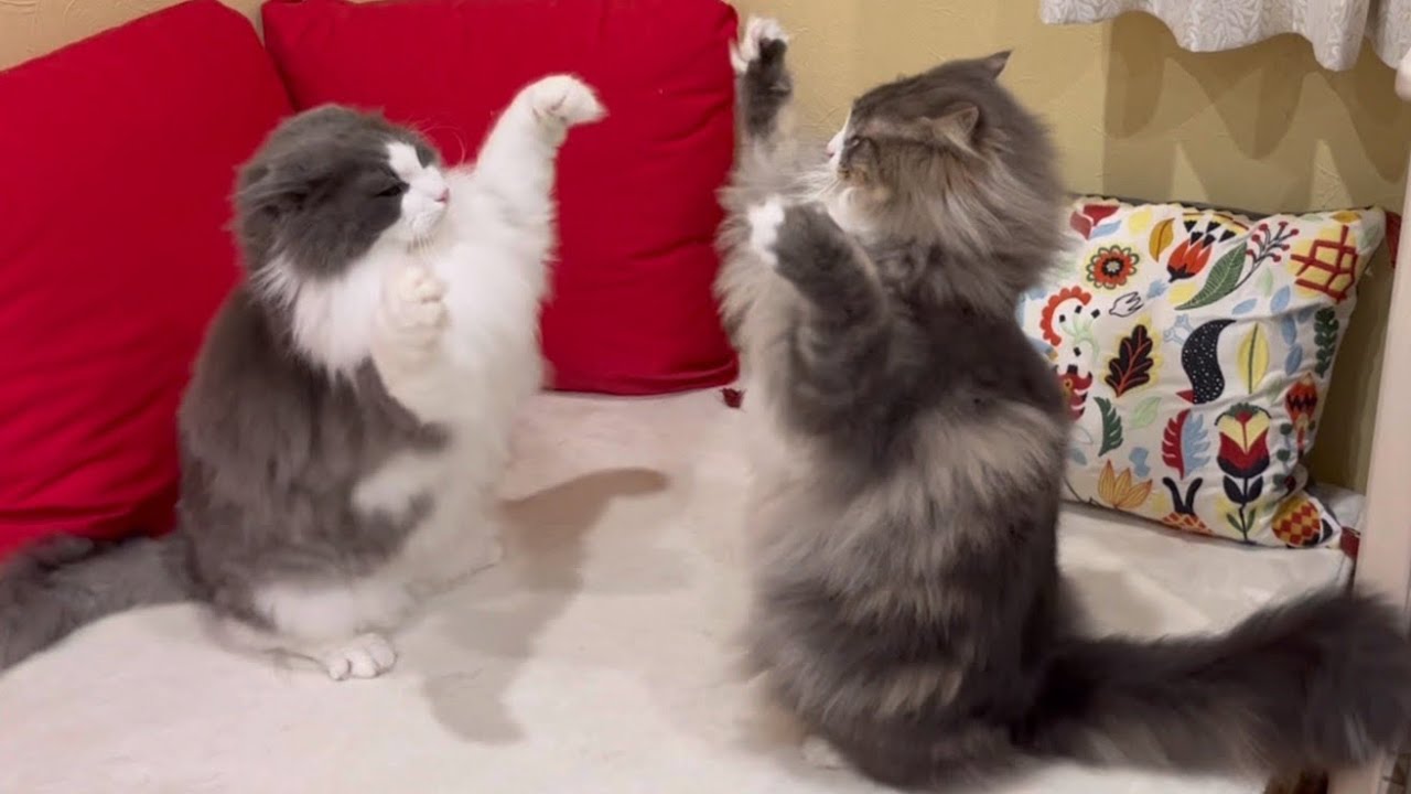 【バトル‼︎】両手を振り回して戦う、ノルウェージャンフォレストキャットたち❤️
