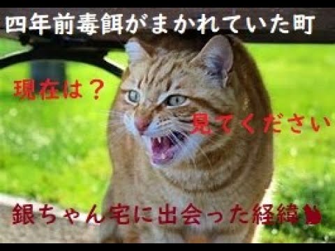 【四年前毒餌がまかれた街の現在🐈外猫の様子】諸課題がありますがずいぶん変化しました✨💕