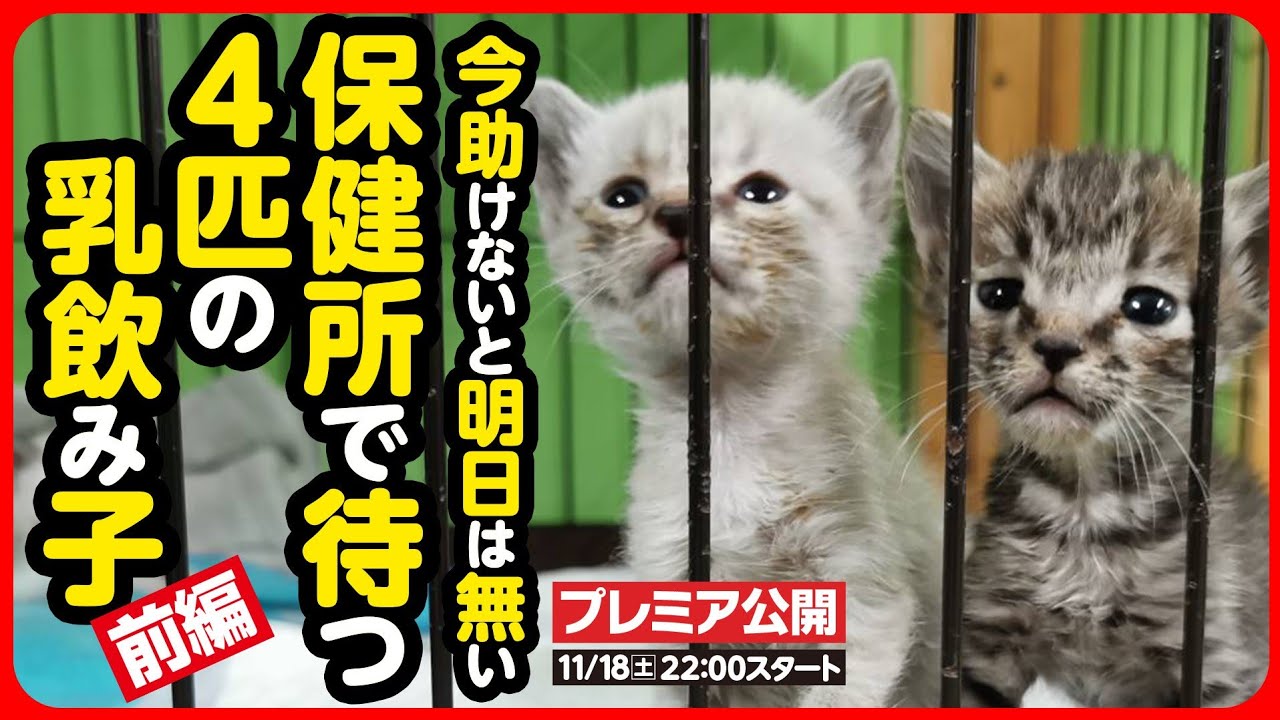 【子猫 保護】明日には消えてしまうかもしれない小さな命。生きるために産まれた尊い命を守りたい【前編】