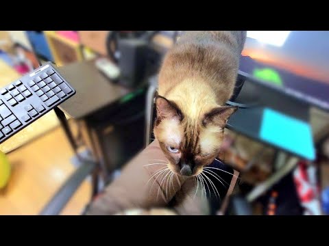 机に来て邪魔するシャム猫に「早く膝に移ってや」と急かしたら😙