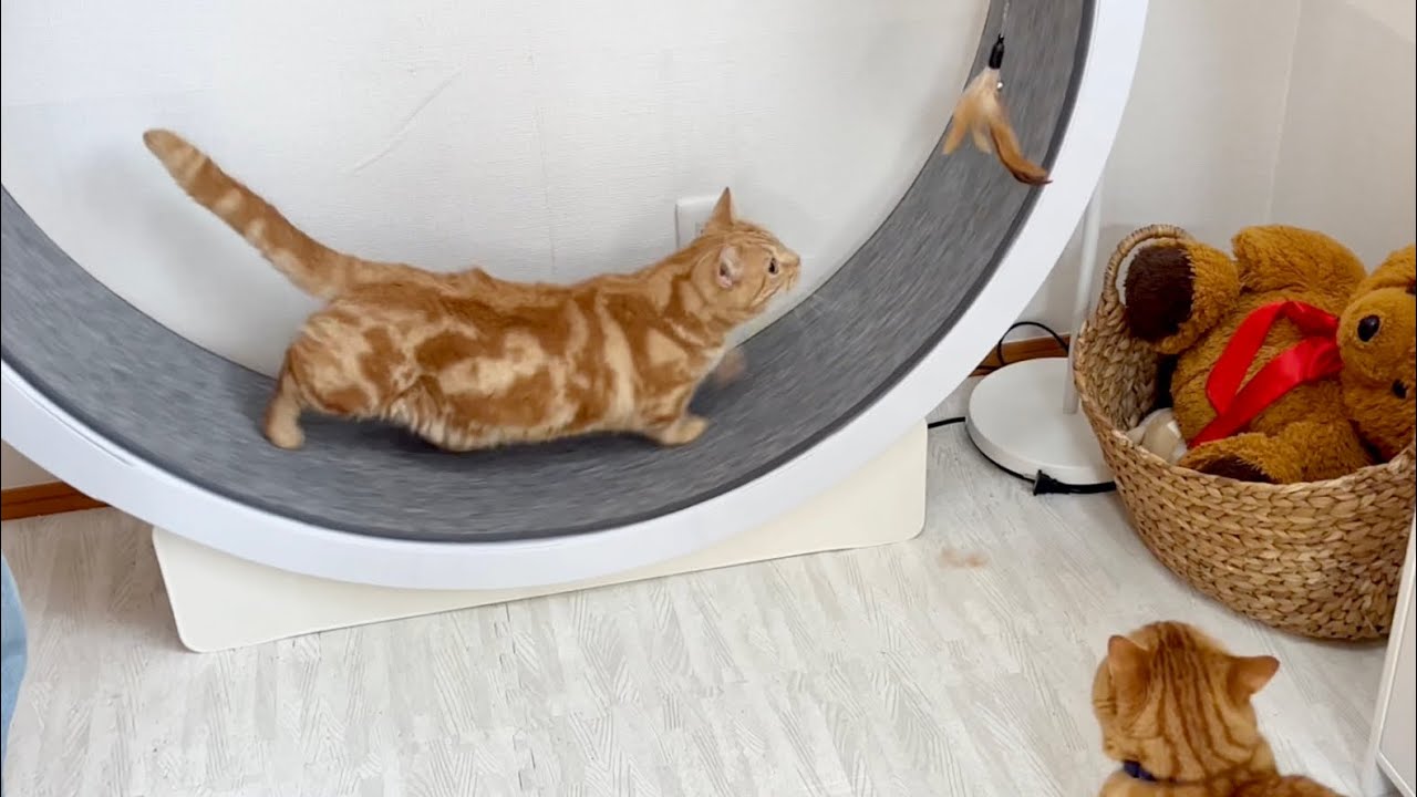 少し歩けたちゃーぼー！あとひといき！そしてぽちゃくんは... #猫 #マンチカン