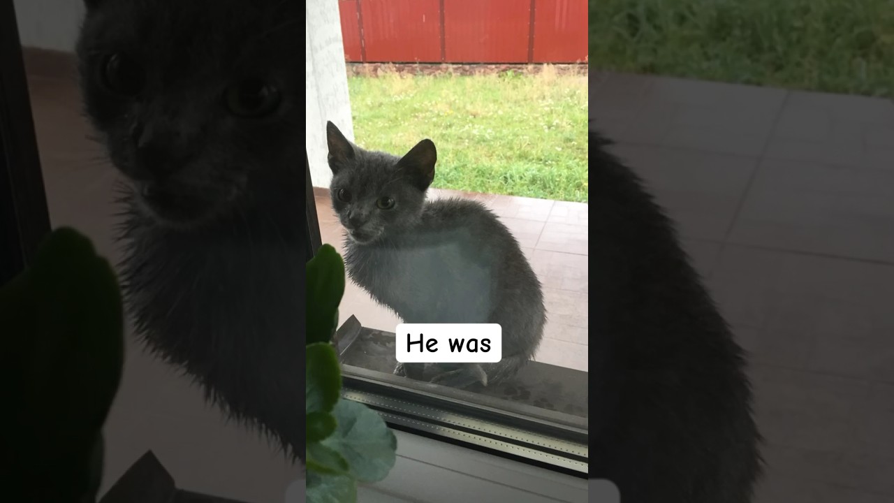 Love heals ♥️ #catlover #catvideos