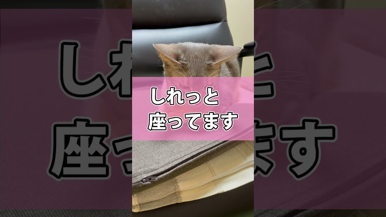 主のイスを占領する猫さん #shorts #猫 #アビシニアン