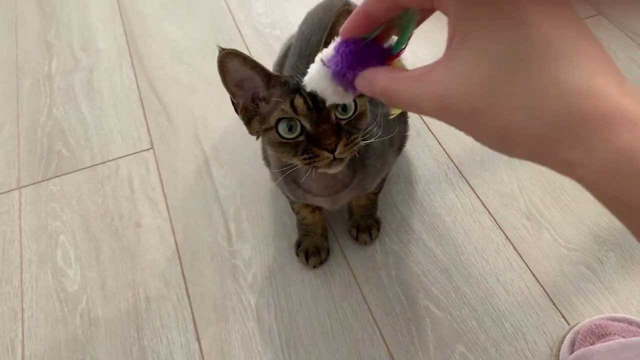 デボンレックス弟は実は犬だった？(Devon Rex cat is really a dog?)