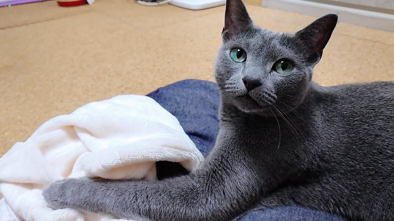 【猫動画】新しいクッションカバーが気に入らないロシアンブルー【russianbule】Russian Blue doesn't like the new cushion cover