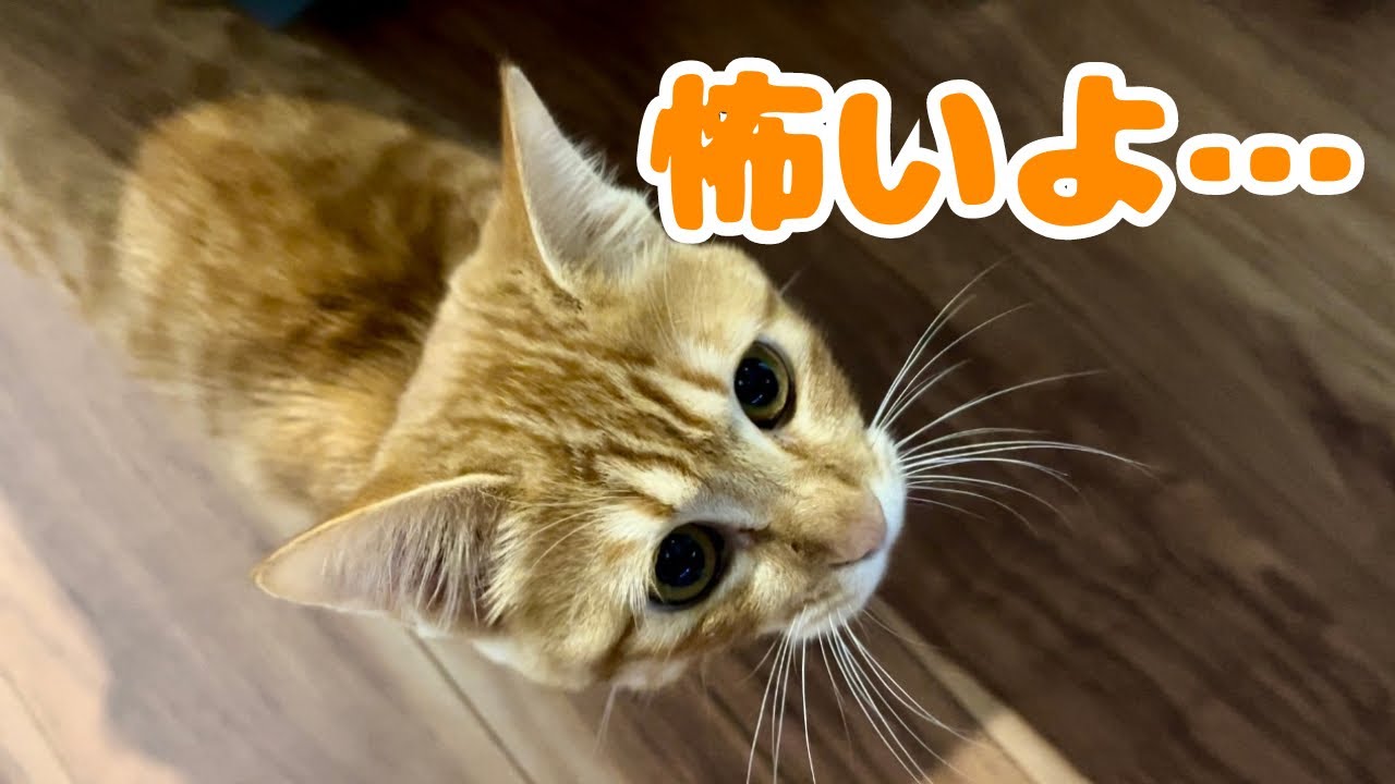 【保護猫】子猫が怯えながら寄ってきたのですが・・・
