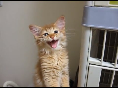 ソマリ 子猫の可愛い鳴き声♪