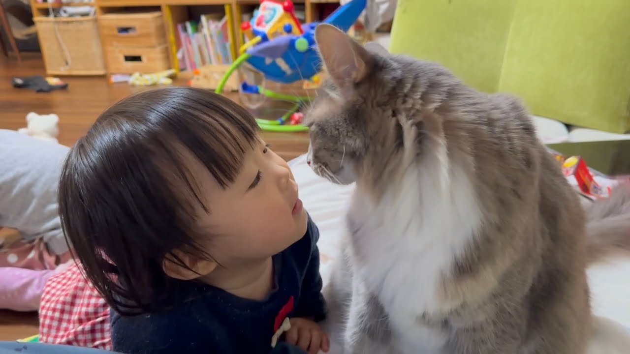 2歳児からのお触りを許す猫　ノルウェージャンフォレストキャットA cat that allows a 2-year-old to pet him frequently. Norwegian.