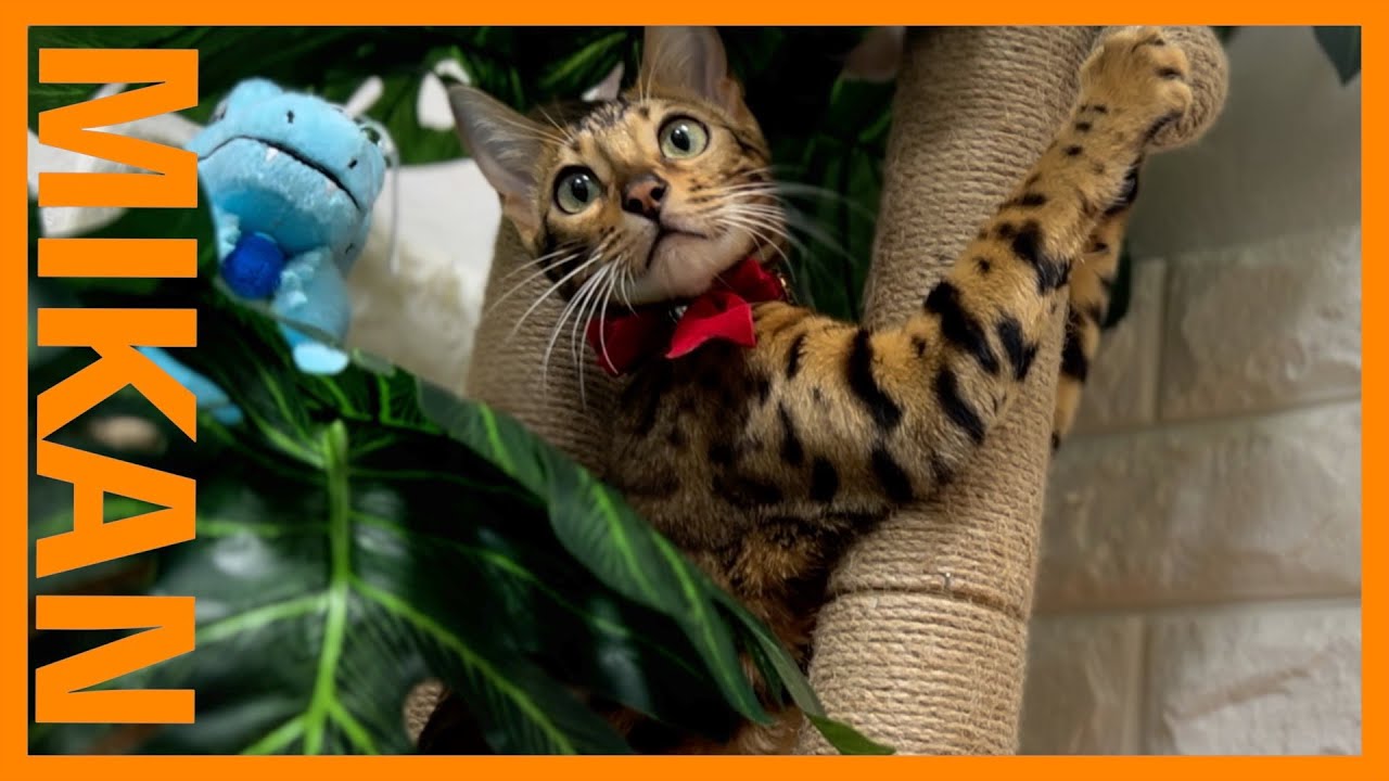 【ベンガル猫の木登り🍊】かわいい爪研ぎタワーをご紹介！！