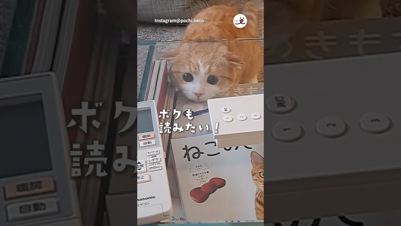 猫について知りたい猫さん｜PECO #スコティッシュフォールド #猫 #愛猫家 #猫動画 #猫のいる暮らし #scottishfold #cat #catlover #catvideos