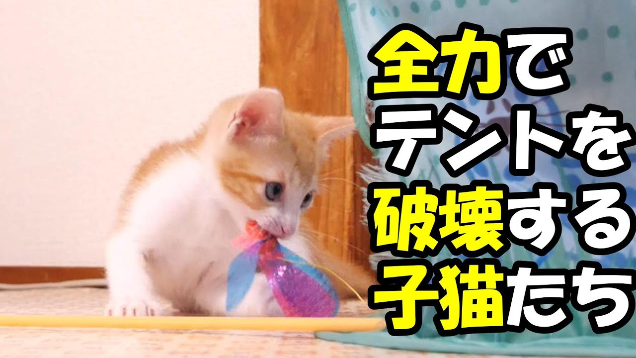 力を合わせてテントを破壊する子猫たち【赤ちゃん猫　保護猫】