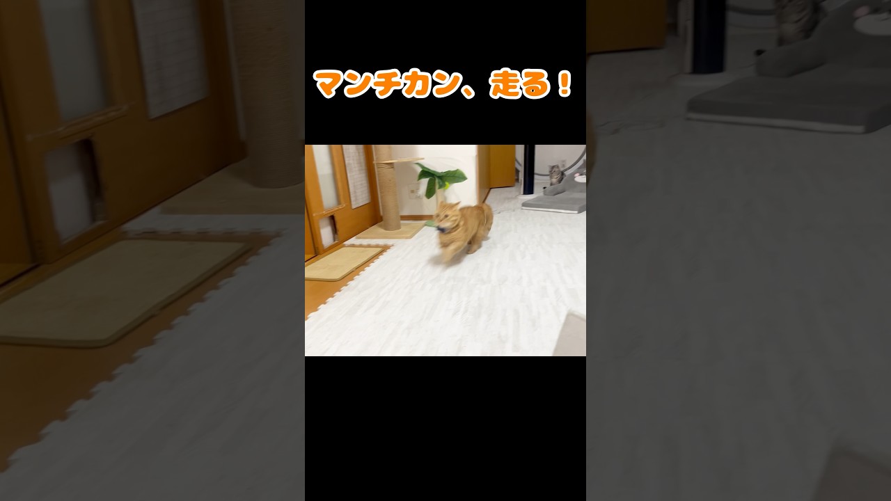 走る、マンチカン ！ #猫 #マンチカン #shorts