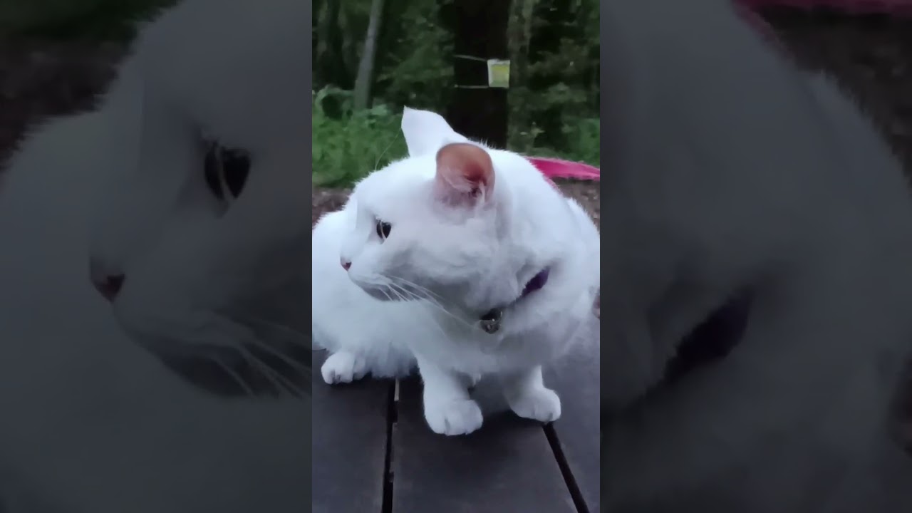 お散歩デビュー #猫 #猫のいる暮らし #猫動画 #白猫