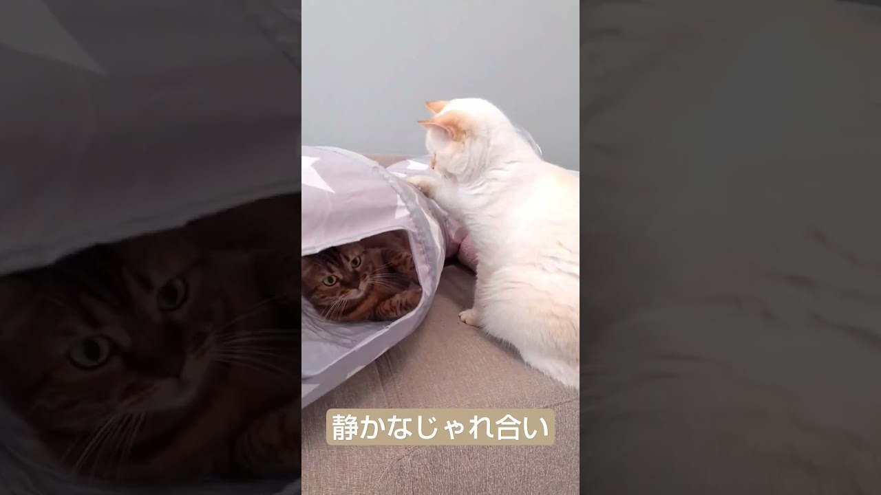 静かなるじゃれ合い　#shorts