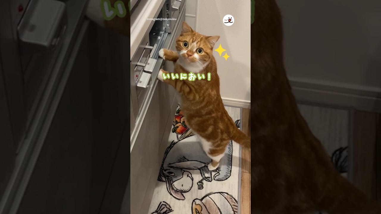 ○○の香りに思わず…｜PECO #スコティッシュフォールド #猫 #愛猫家 #愛猫家 #猫のいる暮らし #scottishfold #cat #catlover #catlife