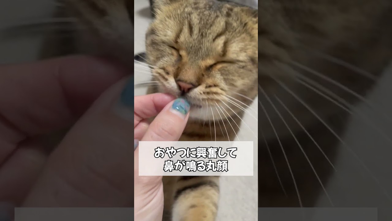 【猫動画】興奮しすぎて鼻から変な音出てるんだがｗｗ　#shorts