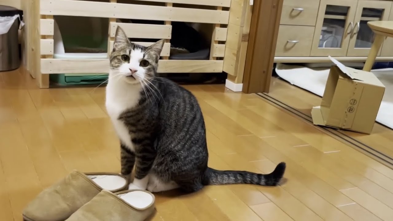 日本人特有の「並ぶ」文化を継承している猫