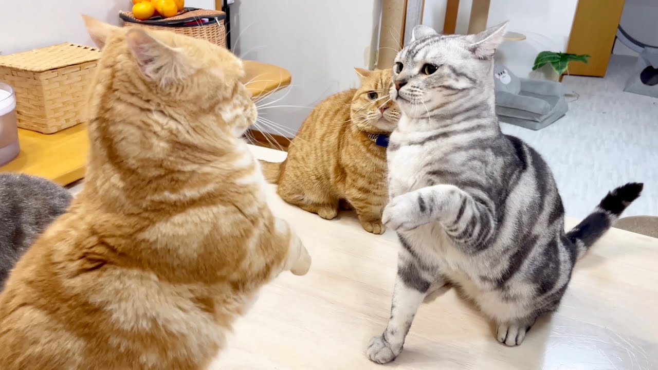 負けず嫌いのちゃーぼーは最強クロくんに対しても一歩も退かない！ #猫 #マンチカン