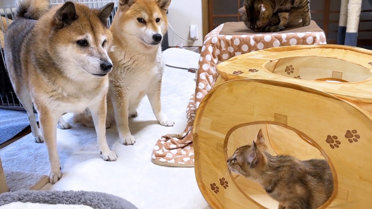子猫の元気過ぎる行動に超後退りする柴犬
