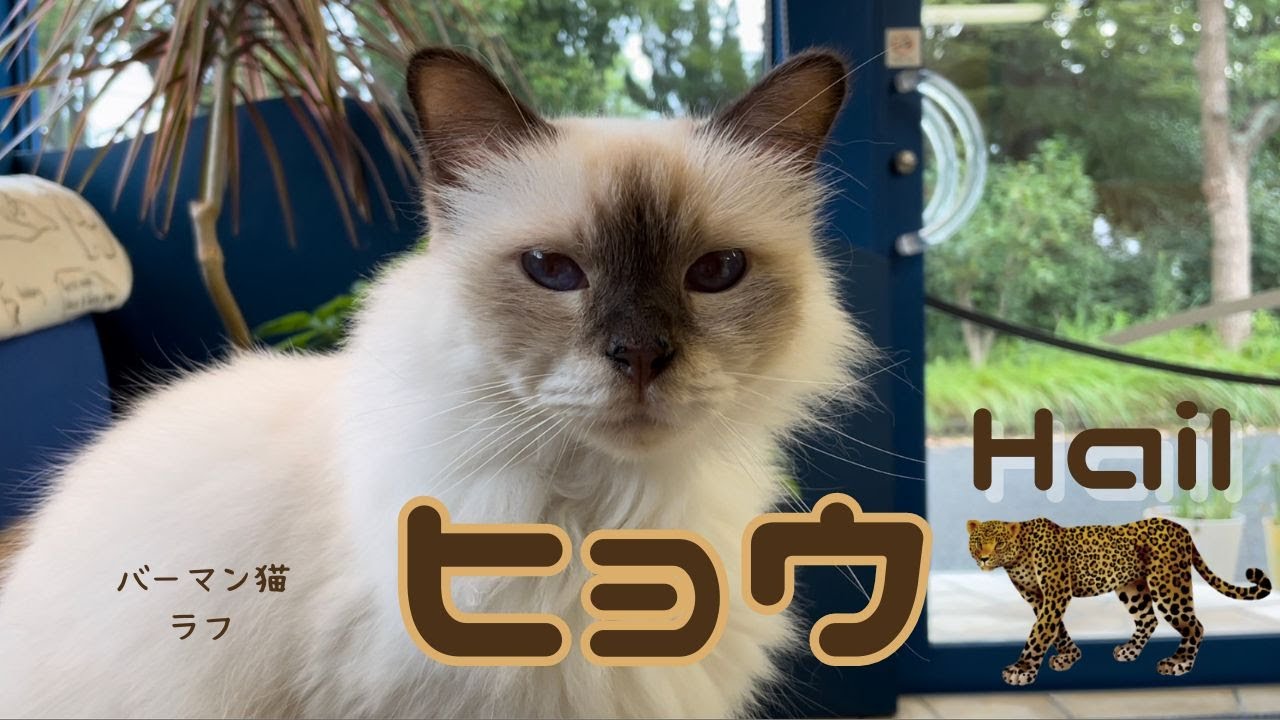 バーマン猫ミカとラフとウリ【ヒョウ】Hail（バーマン猫）Birman/Cat