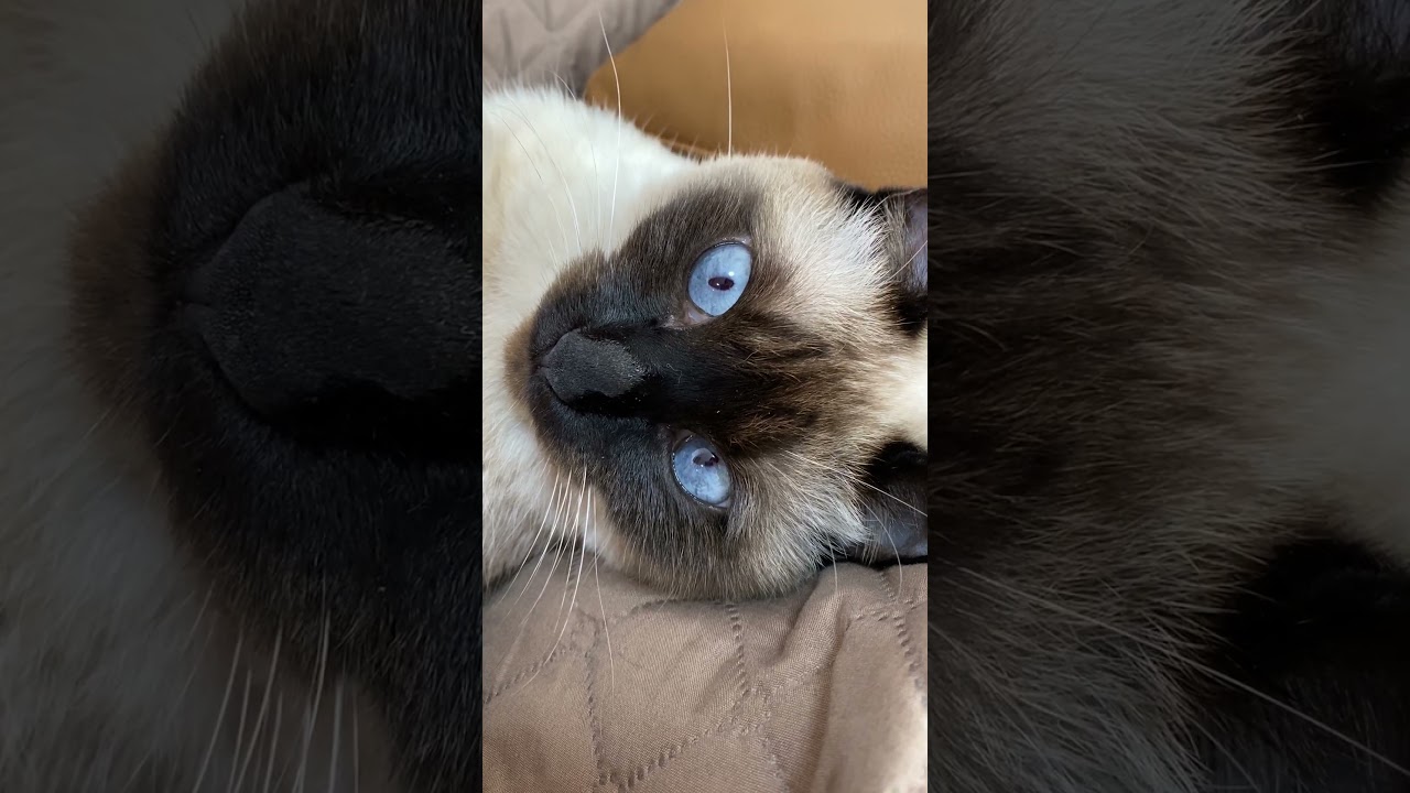【2023.11.18】今日のシャム猫のふくさん（音無し）【たぬき猫】 #shorts