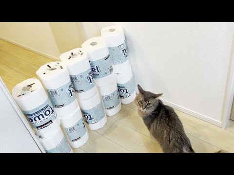 キッチンペーパーの壁に挑むソマリ！