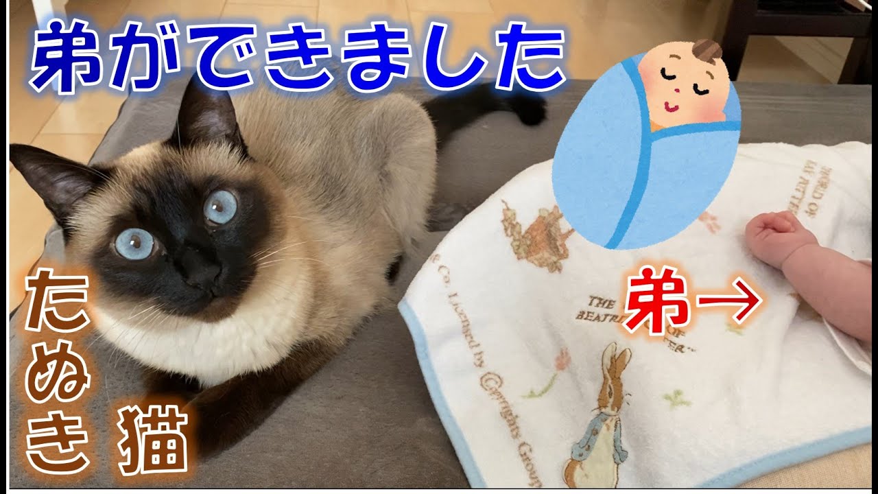 弟ができたシャム猫のふくさん【たぬき猫】