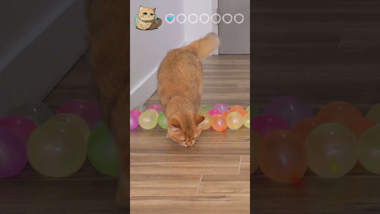 GATOS FOFOS 【2024】 #viral #short #cat #gatosbrancos #cute #gatinhos #pets #catcare
