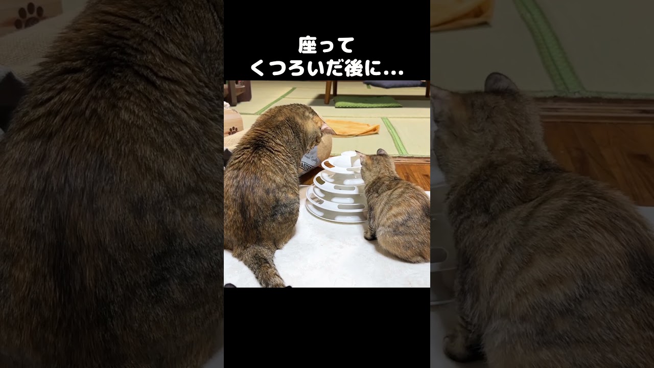人間みたいに座ってくつろぐ子猫のその後は…　#shorts