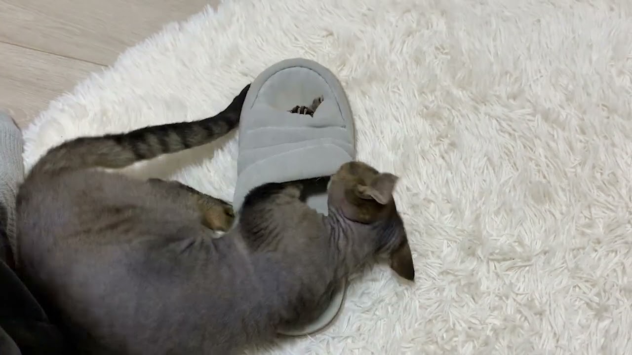 デボンレックス子猫が足とスリッパを襲ってきました(Devon Rex kitten attacks my foot and a slipper)