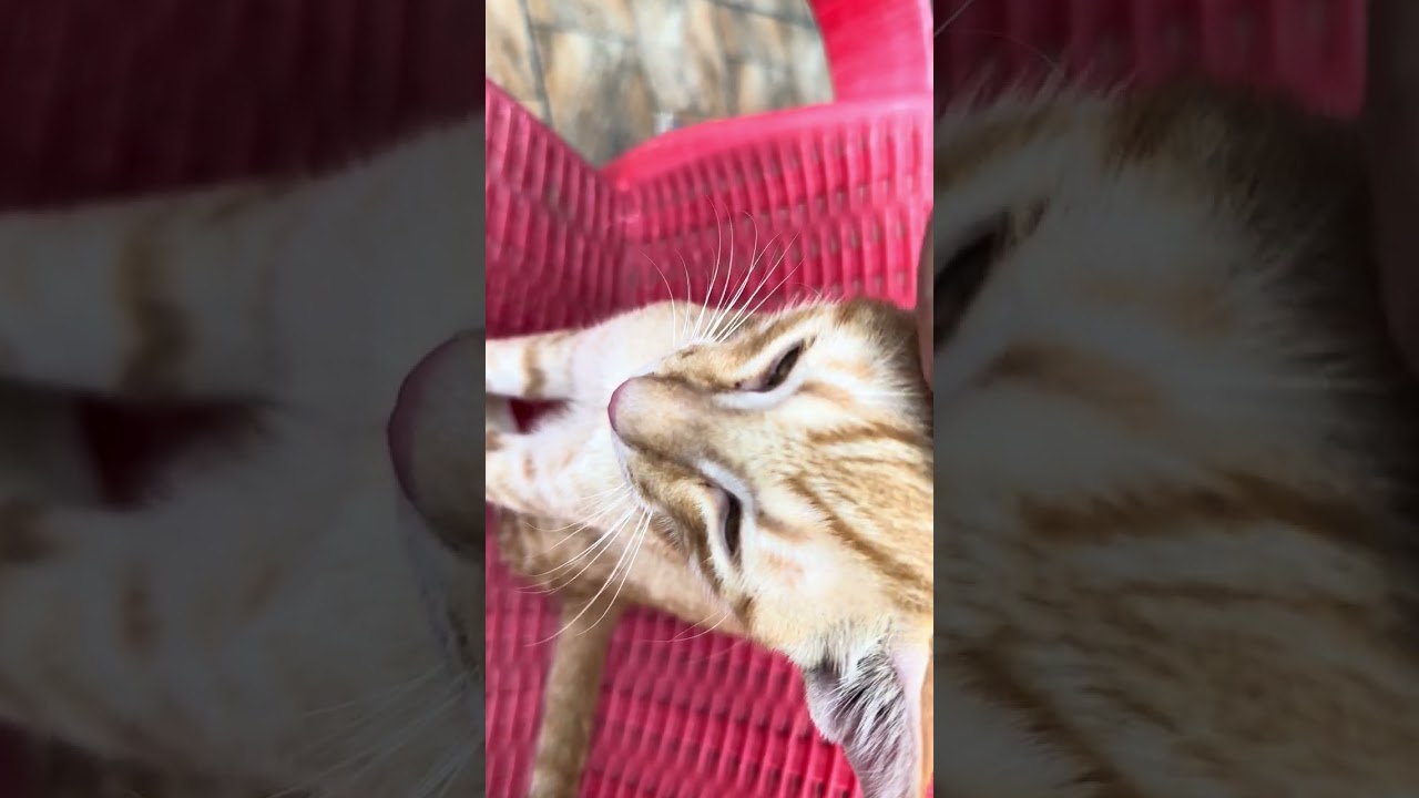 ginger brown cat getting the morning rubs!