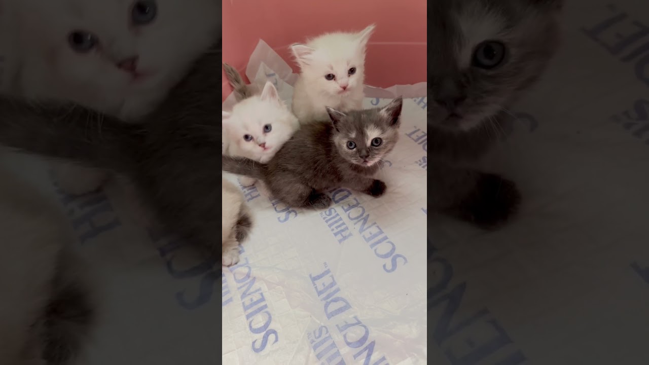 ミヌエット兄妹🩷 【お問合せ詳細は説明欄に記載あります】 #スクーカム #ブリーダー直販 #マンチカン #ミヌエット #ラパーマ #子猫 #子猫販売 #猫 #猫のいる暮らし #猫動画