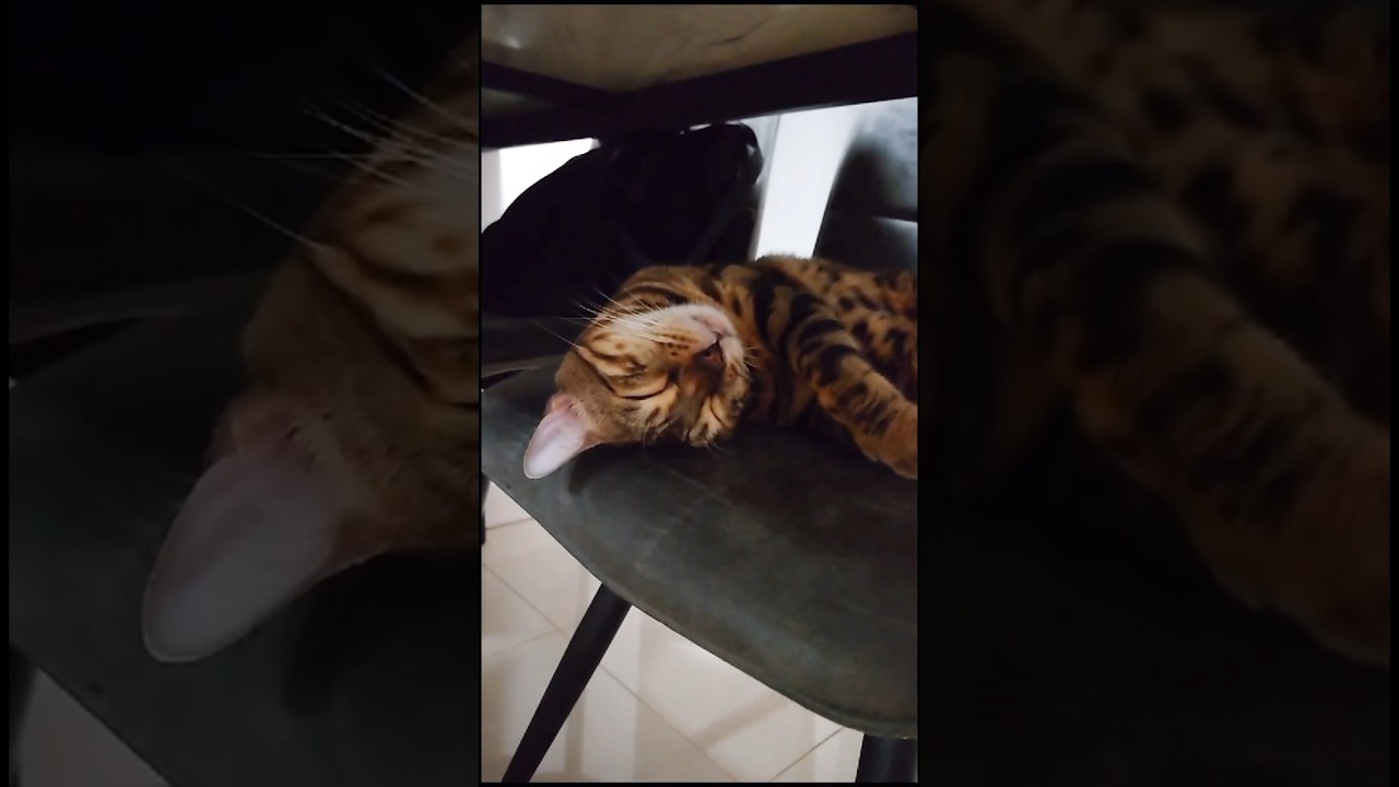 超癒し！気持ちよさそうに眠る猫【ベンガル猫】