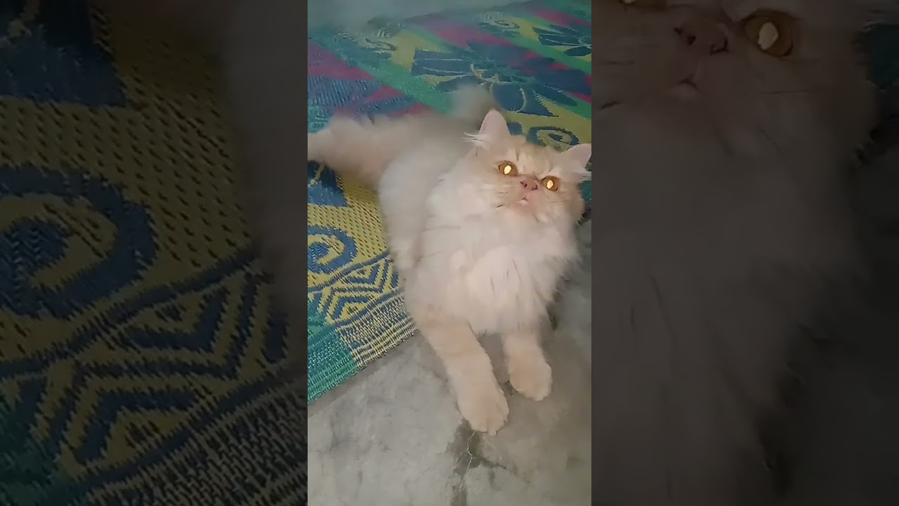 wao adroble kitten playing brown 🤎 cat #youtubeshorts #catlover #cat #cute #cutecat #cutepet