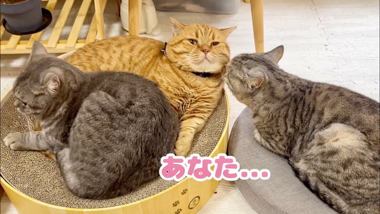 茶々パパとポッポママを人為的に近づけてみたら... #猫 #マンチカン