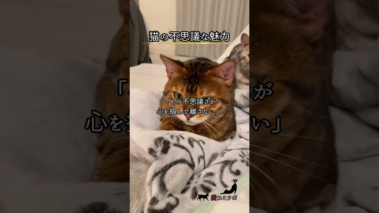 猫は謎に包まれていて… #shorts #cat #ねこ #ベンガル猫 #シルバーベンガル猫 #猫名言