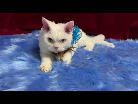 セルカークレックスの子猫 2021/03/15生 ホワイト アクア オス_3