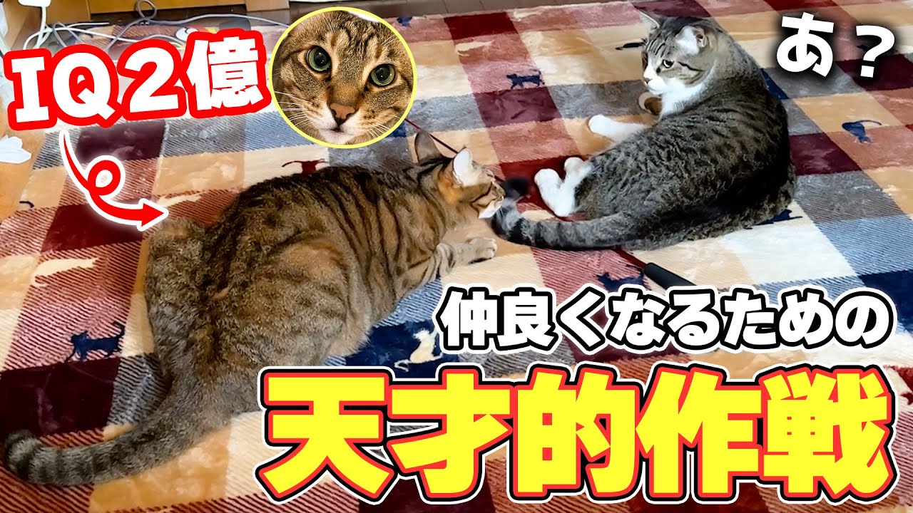 【大失敗】自分を嫌ってる猫と仲直りしたい猫が考えた仲直り作戦が天才的すぎましたwww