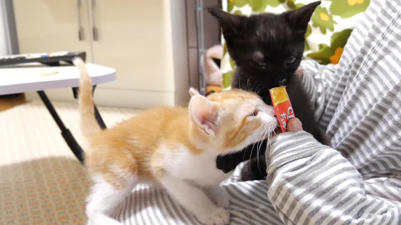 チュールを独り占めした子猫が必死にガードする【赤ちゃん猫　保護猫】