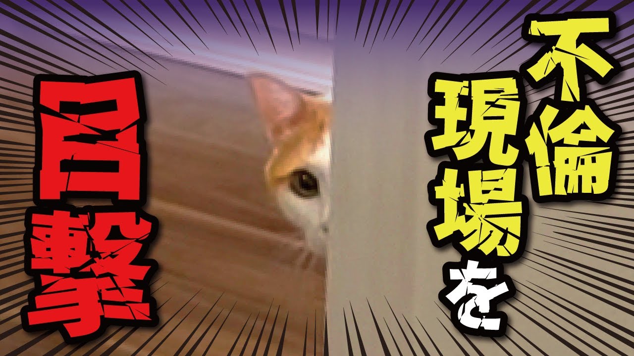 先住猫にとんでもない所を見られてしまいました【関西弁でしゃべる猫】【猫アテレコ】