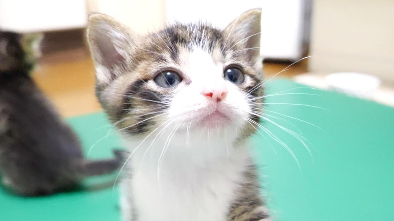 この後子猫がおじさんの足にダイブしちゃいます【赤ちゃん猫　保護猫】