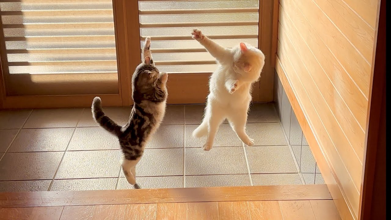 オッドアイ先住猫とマンチカン子猫の激しい戦い?!