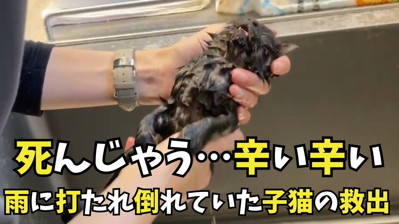 「助けて下さい」寒い日雨の中倒れていた子猫がやってきた
