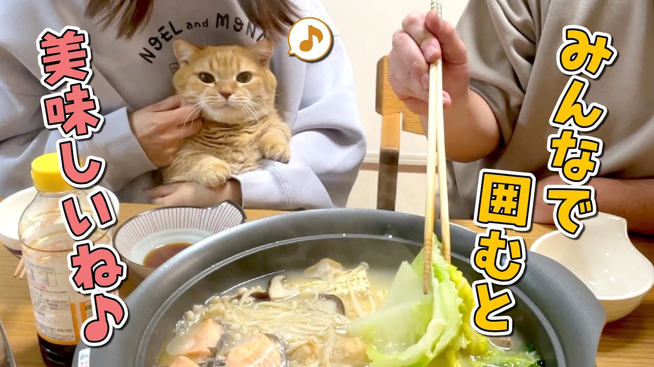 今年初の鍋パに参加したい猫たちが可愛すぎる！