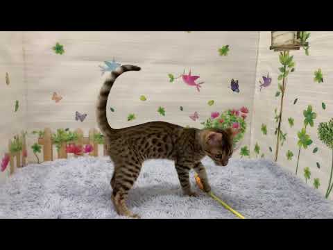 Coo&RIKU　No.648258　エジプシャンマウ